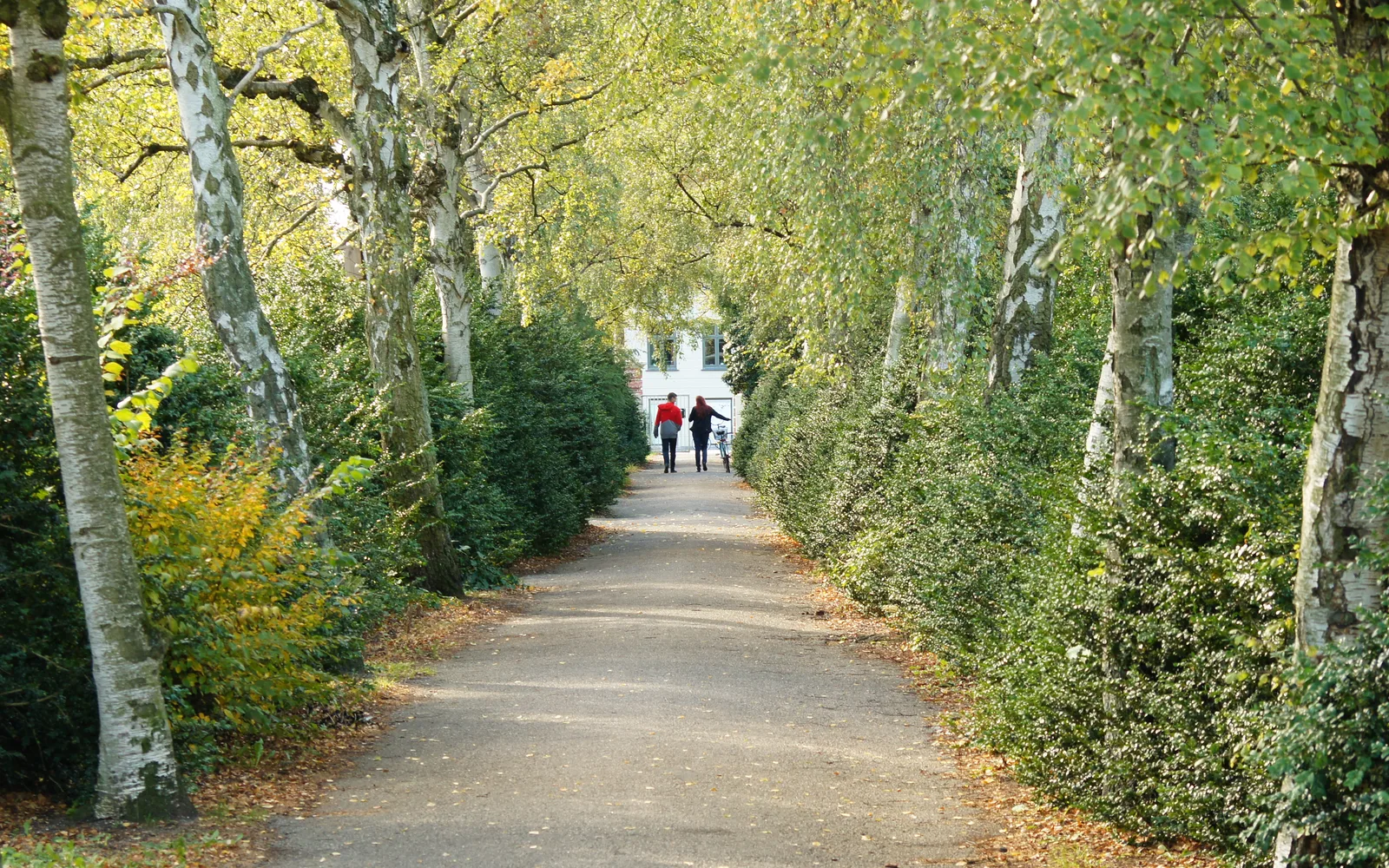 Tree-lined pathway with mature birch trees creating a natural canopy overhead